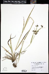 Scirpus hattorianus image