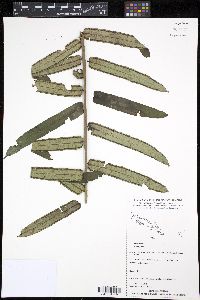 Angiopteris microura image