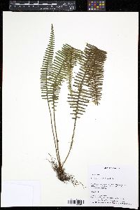 Media resource of Terpsichore taxifolia