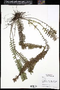 Media resource of Mycopteris leucosticta