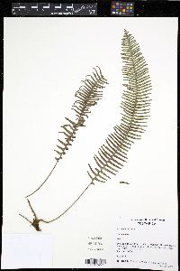 Mycopteris zeledoniana image