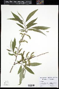 Salix × fragilis image