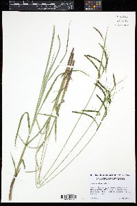 Carex torta image