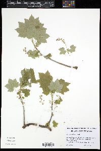Ribes glandulosum image