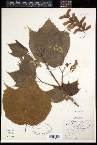 Acer pensylvanicum image