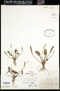 Media resource of Sagittaria heterophylla