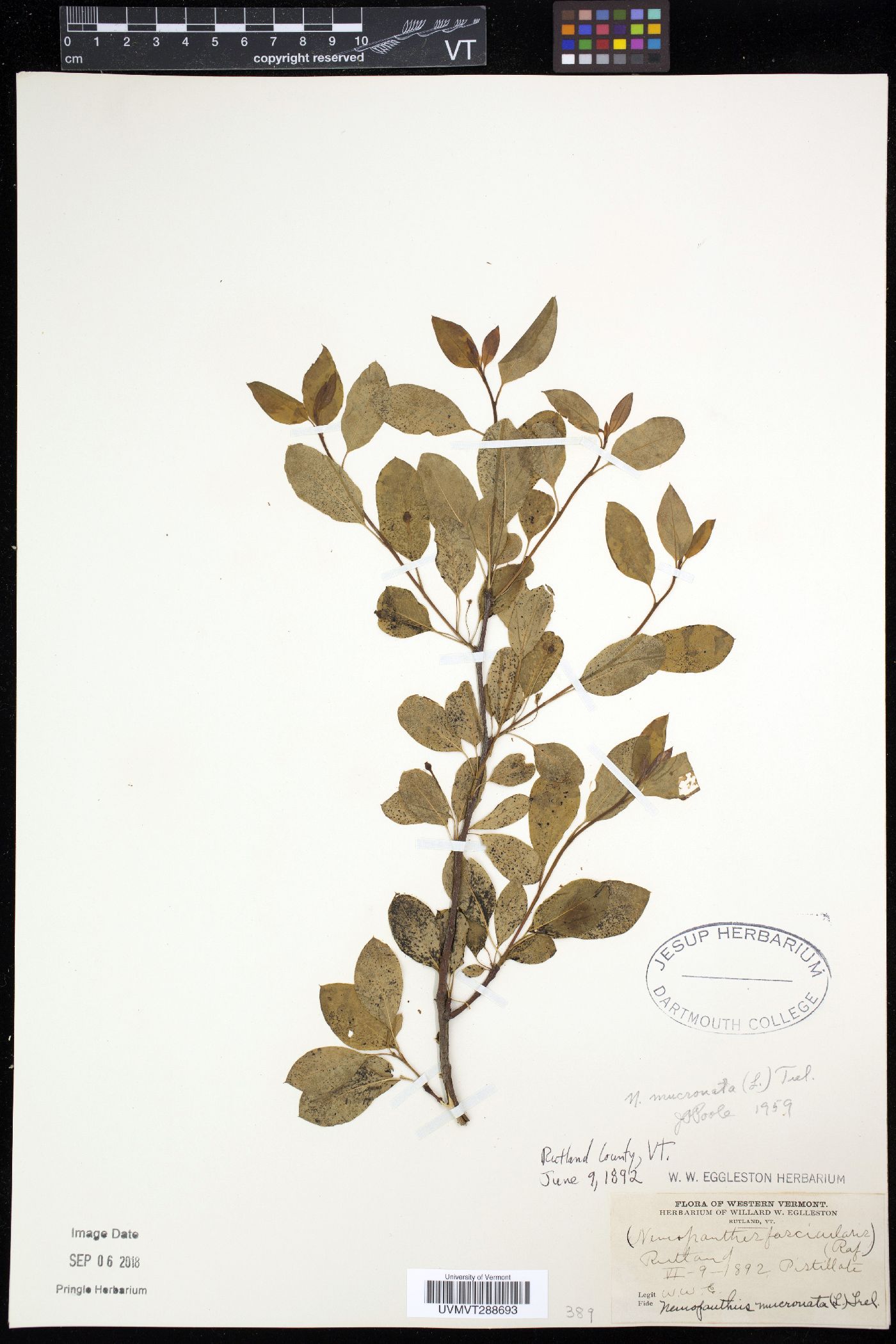 Nemopanthes image