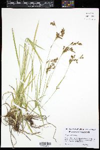 Scirpus pendulus image