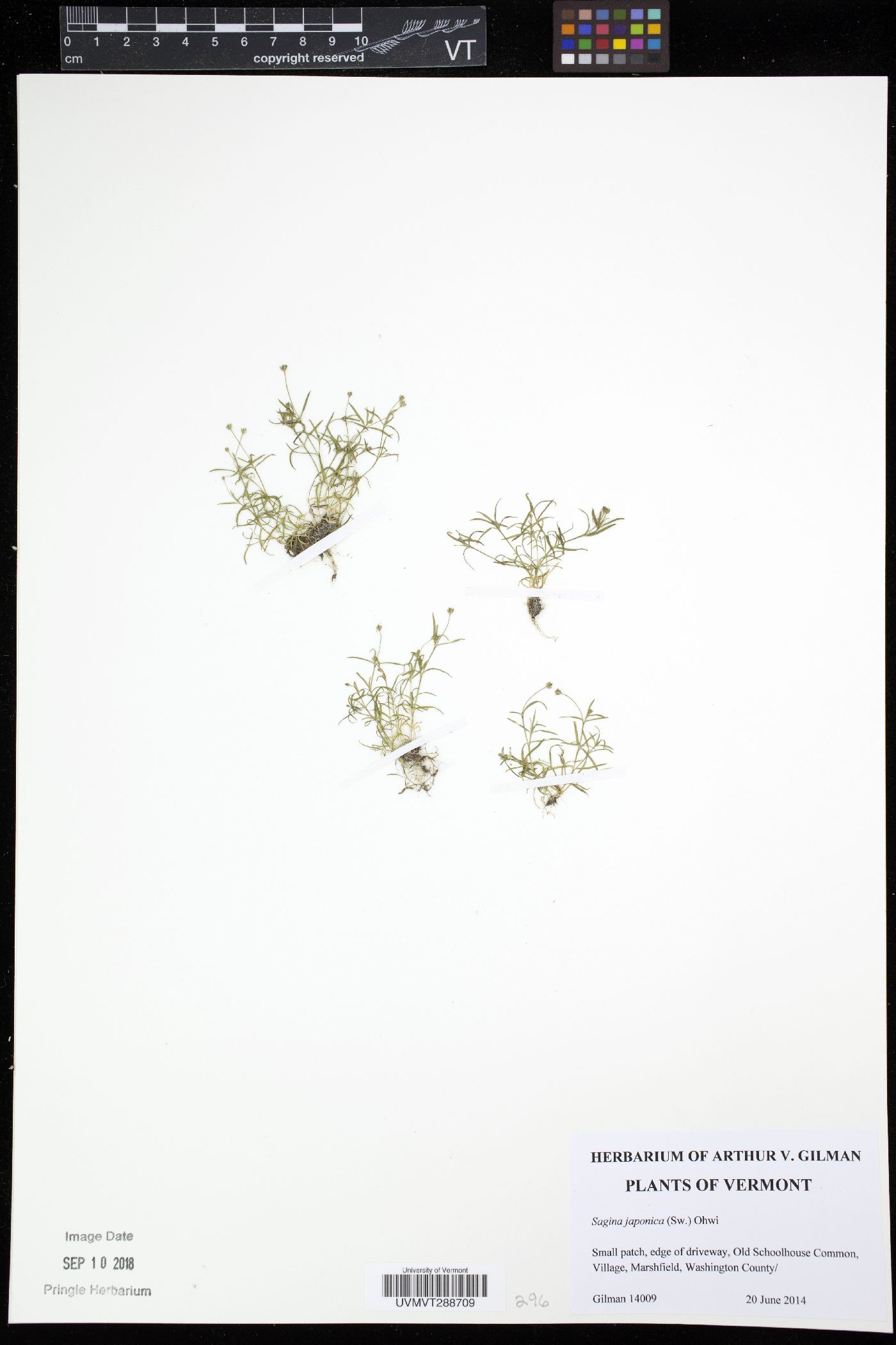 Sagina japonica image