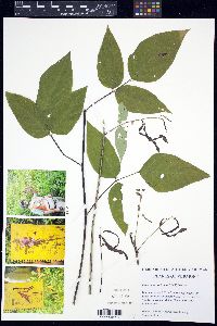 Desmodium cuspidatum image