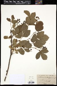 Rubus frondisentis image