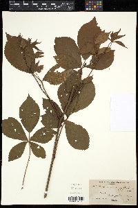 Rubus frondisentis image