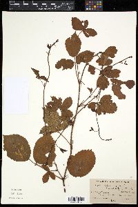 Rubus hispidus image