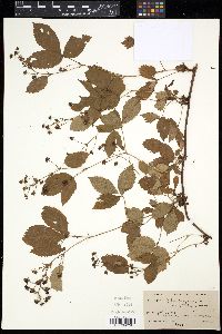 Rubus hispidus image