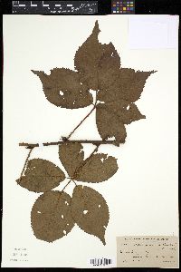 Rubus glandicaulis image