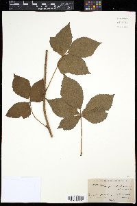Rubus frondisentis image