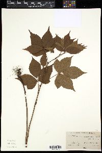 Rubus frondisentis image