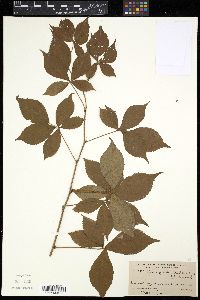 Rubus frondisentis image
