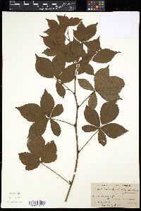 Rubus frondisentis image