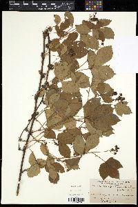 Rubus frondisentis image