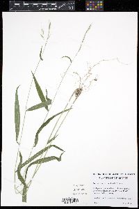 Brachyelytrum erectum image