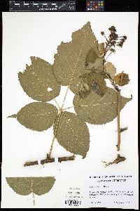 Rubus rosa image