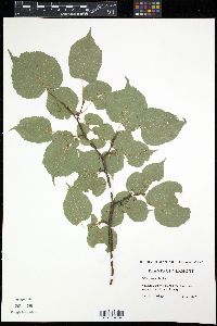 Tilia cordata image
