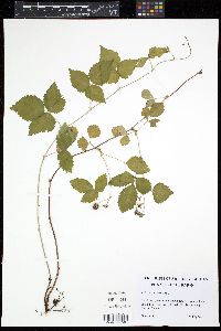 Rubus enslenii image