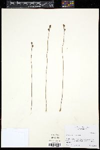 Utricularia cornuta image