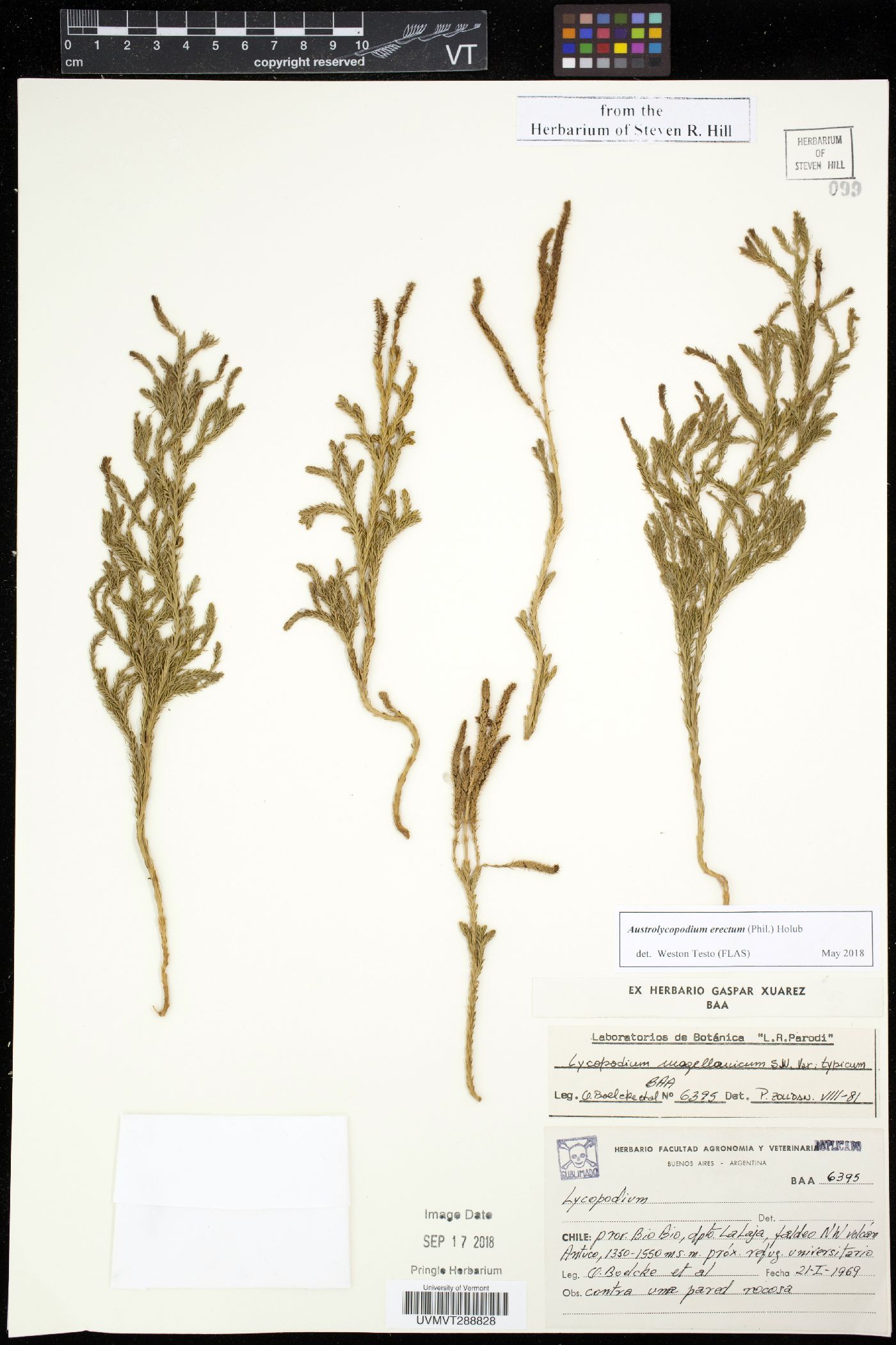 Austrolycopodium erectum image