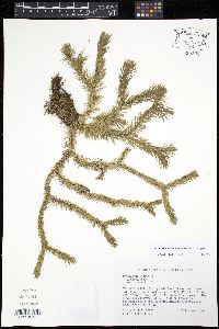 Media resource of Phlegmariurus dichotomus