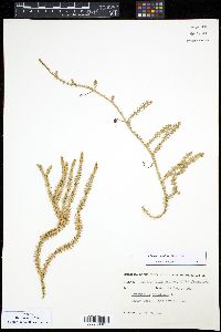 Spinulum canadense image