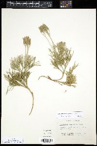 Diphasiastrum tristachyum image