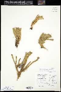 Huperzia selago image