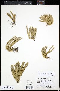 Huperzia selago image