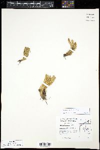Huperzia appressa image