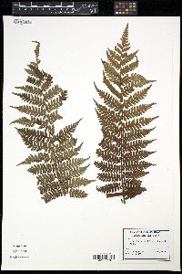 Cyathea furfuracea image