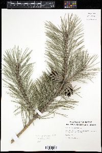 Pinus sylvestris image