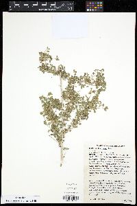 Brickellia desertorum image