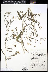 Boltonia asteroides image