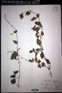 Salvia occidentalis image