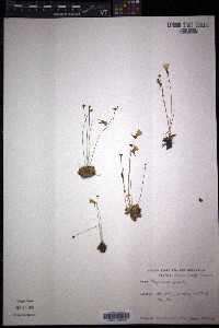 Pinguicula pumila image