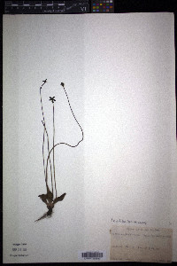 Pinguicula caerulea image