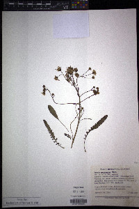 Packera paupercula image