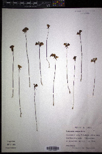 Utricularia cornuta image