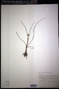 Hypoxis sessilis image