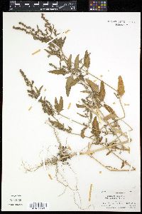 Atriplex patula image