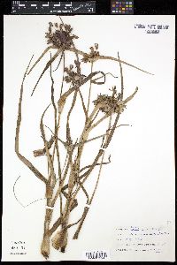 Tradescantia virginiana image