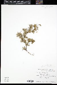 Bucida spinosa image