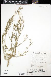Atriplex subspicata image